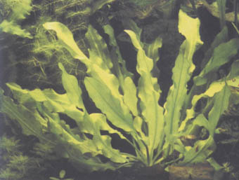 Echinodorus martii